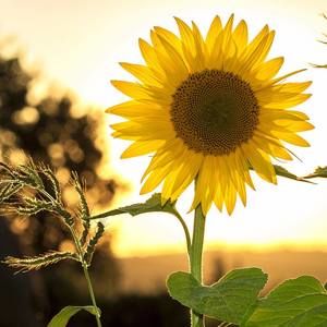 Meet your Posher, Peggy